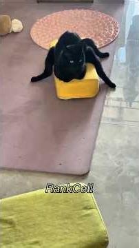 Funny Cat Moments Compilation 🙀 #cats #funnyanimals