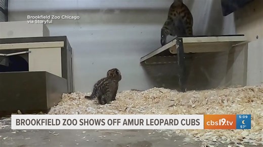 Chicago's zoo shows off amur leopard cubs