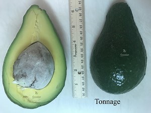 Tonnage Avocado Trees — Guacalina Nursery & Broker