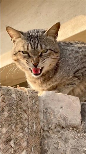 “Angry Cat Screaming at the Camera! 🐱😾”