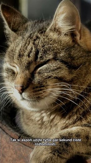🐾 čistá roztomilost bez debat #zvířata #cute #animals #shorts