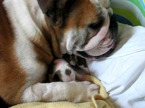 Chicago English Bulldog Rescue Rosie with Her 1 Week Old Puppies