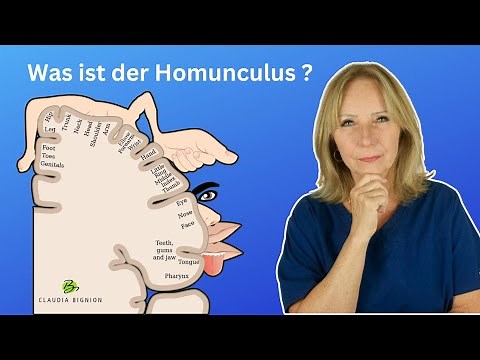 Motorisch vs. sensorisch: Der Homunculus im Gehirn einfach erklärt | Dr. Claudia Bignion
