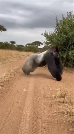 Silverback Gorilla Protects Baby | Leopard Attack Drama