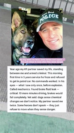 My dog saved me twice. Some heroes don't speak — they just refuse to move when they danger #shorts