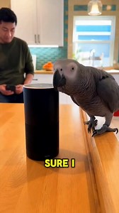 What happens when an African Grey Parrot tries to flirt with Alexa while ordering music? Pure comedy gold! This cheeky parrot has some smooth lines for both Alexa and the guy in the room, creating a hilarious music moment that’s full of laughs, flirtation, and witty exchanges. Watch as Alexa and the Parrot vibe together, and enjoy the playful banter between them. Can Alexa keep up with this flirty bird? Tune in to find out!#AlexaFlirtyParrot #ParrotVsAlexa #AlexaComedy #FlirtyParrot #ParrotAndAl