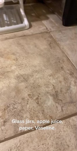 Natural Cockroach Repellent Experiment with Glass Jars and Apple Juice