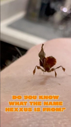 The CUTEST Insect Ever!