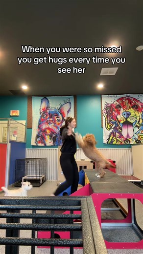 Hyped up hugs #hugs #dogsoftiktok #doodlesoftiktok #fyp #cute | Hugs