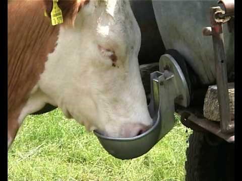 Nochmaaal - Auf dem Bauernhof - Kuehe