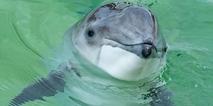 Artensteckbrief: Gewöhnlicher Schweinswal - NABU