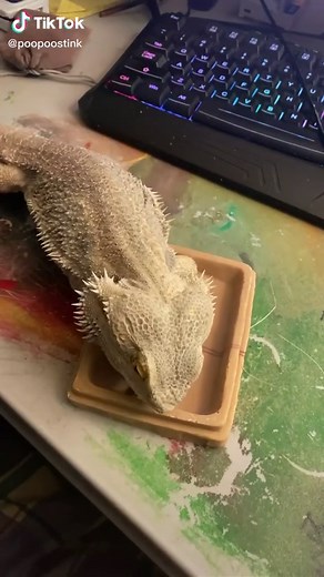 stinky (@poopoostink)’s videos with original sound - stinky