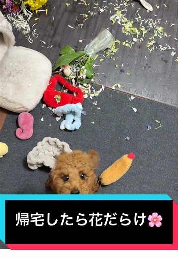 お花食べて無くて良かった #トイプードル #犬との暮らし #poodle #puppy #dog