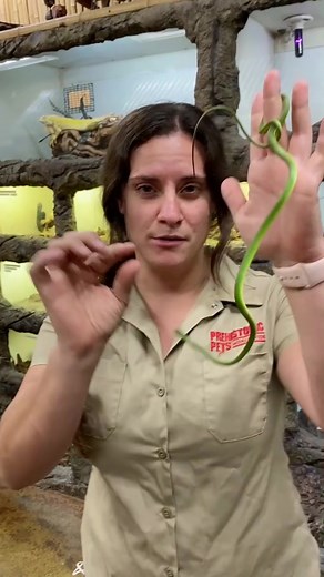 Understanding the Snake Emoji: Meanings and Origins