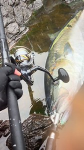 クロマグロ刺身を楽しむ積立ニーサの魅力