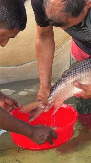 10K views · 51 reactions | Amazing Rohu Fish Breeding System #reels | Extreme Fish World | Facebook