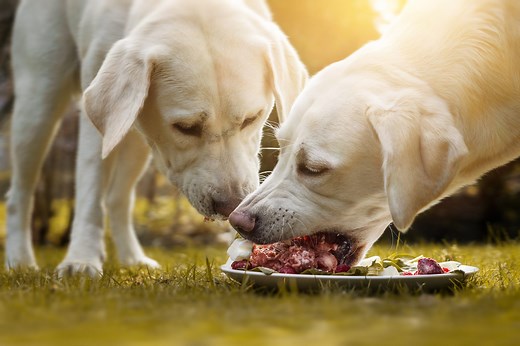 Can dogs eat lamb bones? The risks and expert advice you need to know