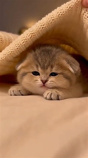 Excuse Me?! I Was in the Middle of a Dream!😺💢 #trending #cute #cutecat #cat #kitten