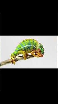 How do chameleons actually change colour?