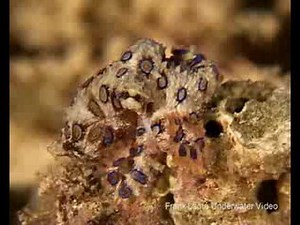 Blue Ringed Octopus