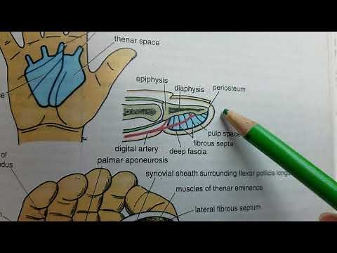 Anatomy Pulp spaces of fingers 1