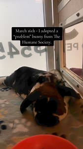 We train Johnny BUNNY 🐇 for ten minutes a day. Yes! 🔟. This is his thirty day progress. Bunnies are smarter than dogs. Let me say it again for the people in the back. BUNNIES ARE SMARTER THAN DOGS. Definitely start training them. You’ll see too. You can download our training materials! Just go to 🔗 link in bio. #johnnysjourney #rabbit #bunny | Rabbit Pals