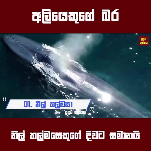 #pudumalowa #pudumalokaya