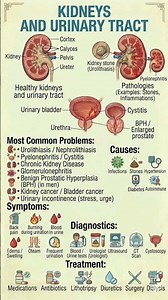 Health Facts - Kidneys and urinary tract