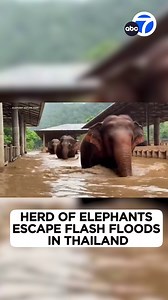 Flash floods swept through a popular elephant sanctuary in northern Thailand, forcing the evacuation of about 100 elephants and trapping dozens of tourists, amid urgent pleas for help. | ABC7