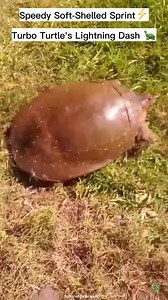 Turbo Turtle: Lightning Dash of a Speedy Soft-Shelled Hero