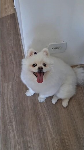 Spitz Alemão sentada relaxando
