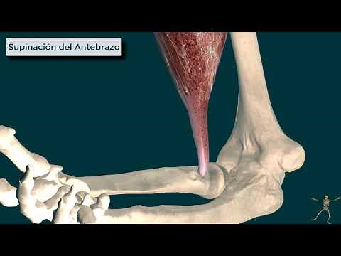 Biceps Brachii, Function, Origin and Insertion