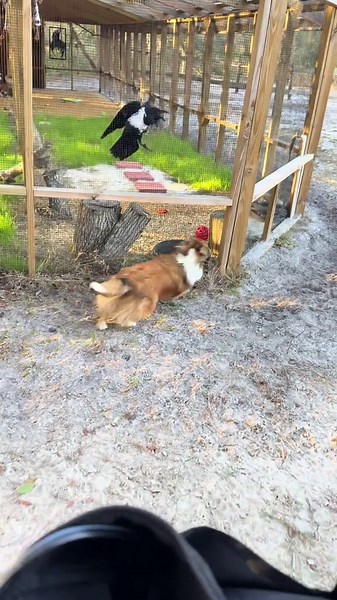 Trixie the Pied Crow Sounds the Alarm Over the Silliest Things