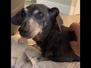 What Periodontal Disease Looks Like: Signs, Symptoms, And Treatment