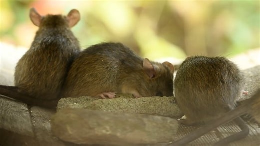 Mouse, Rodent, Mammal. Free Stock Video