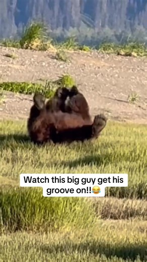 🐻 The Alaskan dancing bear!! Have you ever seen a bear dance like this? 😂Make sure to catch a video if you see this rare sighting out in nature!! 🕺🐾 | #SharingAlaska by @bradjosephsphotos |🌲 Tag us or use #SharingAlaska to share your content! | #alaska #alaskalife #bears #bear #reel #wildlife #nature #funny #funnyvideos | Sharing Alaska