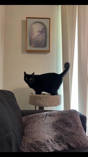Black Cats Are Good Luck: Myths, Facts, and Care Tips
