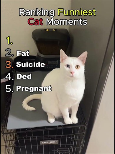 Ranking Funniest Cat Moments