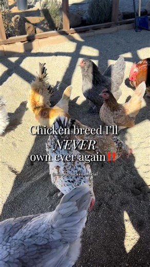 The worst chicken breed (in my opinion) is the white leghorn. I will never own these again! 🐓😂🤦🏼‍♀️ #chickens #breed #homestead #chickensoftiktok #farmlife #fyp #theworst | Simply Chickens