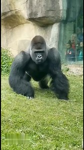 Big gorilla angry face to camera 🥰 #NaturalWonders #wildlife #gorilla | US Mili