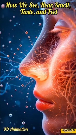 How Human Sensory Organs Work | Sight, Hearing, Smell, Taste & Touch