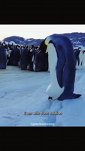 How do newly hatched penguin chicks survive #animals #foryou #penguin | Pinchaskeene