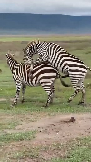 ZANZIBAR ISLAND 🇺🇸🇦🇪🇫🇷🇧🇷🇬🇧 on Instagram: "Zebras in the Ngorongoro area typically engage in mating behavior during the rainy season, which falls between December and May. This period provides favorable conditions for mating, as the availability of water and food increases, and the environment becomes more suitable for nurturing offspring. During this time, the zebras’ mating rituals and behaviors are often observed, 