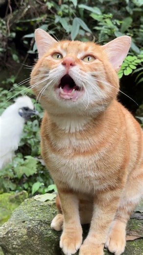 小菠萝我那碗香喷喷的饭呢再不给我端过来 我的小肚子都要开始唱空城计啦#猫咪的田园生活