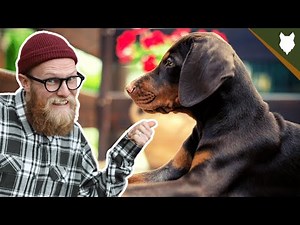 What To Do With A NEW DOBERMAN PUPPY?!