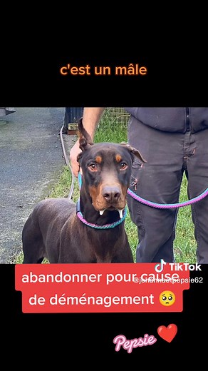 Adoption de chiens au refuge de Saint-Omer