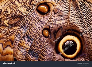 Close-up Butterfly Wing Royalty Free Image Stock Photo 2515011055 | Shutterstock