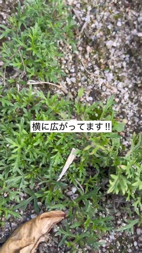 タピアンを花壇に植えて5週間経過