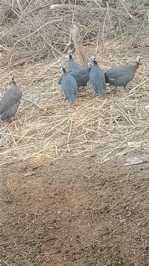 Rice bird ka beautiful view#rice bird