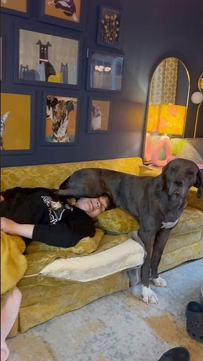 From Lonely Garage to Family Snuggles 🐶💕 Great Dane Rescue Story